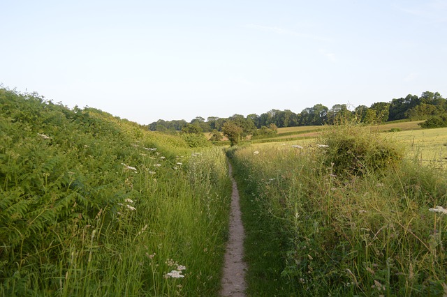Path Through A Field