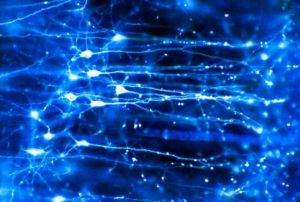 Neurons Firing in the Brain